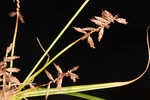 Fourangle flatsedge